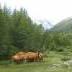 gaviola-sentiero-piazzi-croce-2011-039.jpg