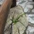 gaviola-sentiero-piazzi-croce-2011-029.jpg