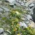 monte-disgrazia-21_22-luglio-2012-6.jpg